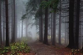 Image result for Fall Wood Path Dirt