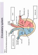 Image result for Circulatory System Diagram KS4