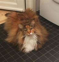 Image result for Maine Coon Cat Fursona