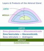 Image result for Adrenal Physiology