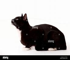 Image result for Sitting Down White Cats