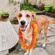 Image result for Tihar Mala