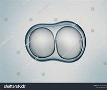 Image result for Dividing Cell Drawig