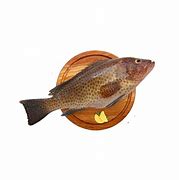 Image result for Cod Fish in Marathi