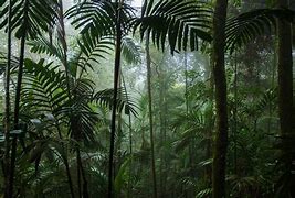 Image result for Fiji Rainforest