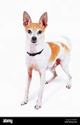 Image result for Fox Terrier X Chihuahua