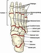 Image result for Foot Anatomy Forefoot