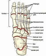 Image result for Joints of Foot