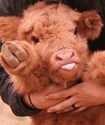 Image result for Babty Cow