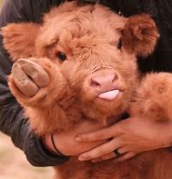 Image result for Baby Bell Cow