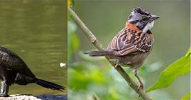 Image result for Habitat for Birds in Guyana