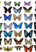 Image result for butterfly wings patterns