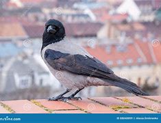 Image result for Raven Grey Eagle