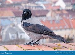 Image result for Raven Grey