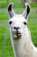 Image result for Lama with Sideburns