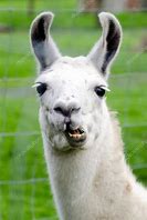 Image result for Farm Animals Lama