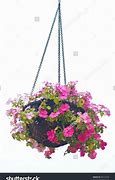 Image result for Hanging Flower Basket Clip Art