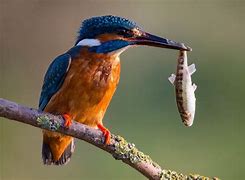 Image result for Kingfisher Wallpaper 4K