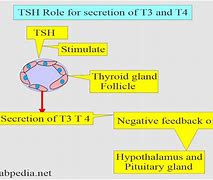 Image result for TSH Molecule