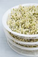 Image result for Grow Mung Bean Sprouts at Home