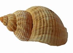 Image result for Clam Shell Cat Restraint