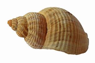 Image result for Unusual Clam Schell's