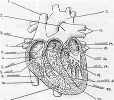 Image result for Pig Heart Labeled