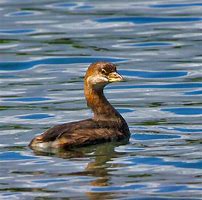 Image result for Pied-billed Grebe