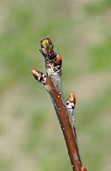 Image result for Identify Peach Tree Buds