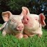 Image result for Pink Pig Face