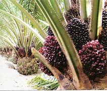 Image result for KELAPA SAWIT Jengka