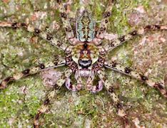 Image result for Spiders That Camouflage