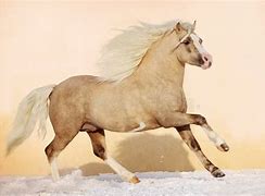 Image result for Ffestiniog Welsh Pony