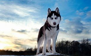 Image result for Husky Dog Background