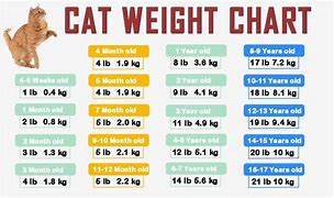 Image result for Cat Weight Chart Chonk