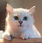 Image result for Most Beautiful Cat Eyes