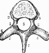 Image result for Dorsal Vertebrae