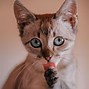 Image result for Plano De Fundo Computador Gato HD