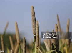 Image result for Millet Field Art India