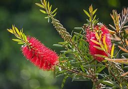 Image result for Dwarf Bottlebrush Shrubs Plants