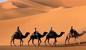 Image result for Camel Caravan Sahara Desert