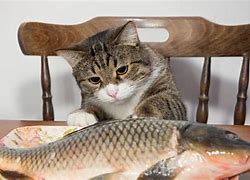 Image result for Cats Like Fish