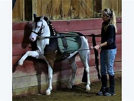 Image result for Splash Welsh Pony