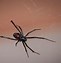 Image result for Black House Spider Bite