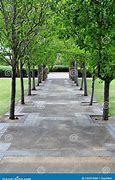 Image result for Paved Path Tree