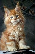 Image result for Bengal Maine Coon Cat