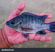 Image result for Tilapia Fish Ball