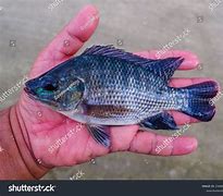 Image result for King Fish Tilapia