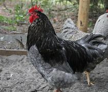 Image result for Blue Plymouth Rock Chicken