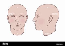 Image result for Human Head Profile